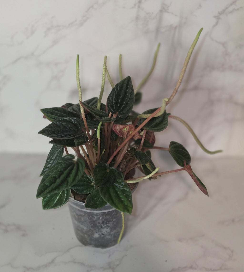 Peperomia ‘Amazonas’