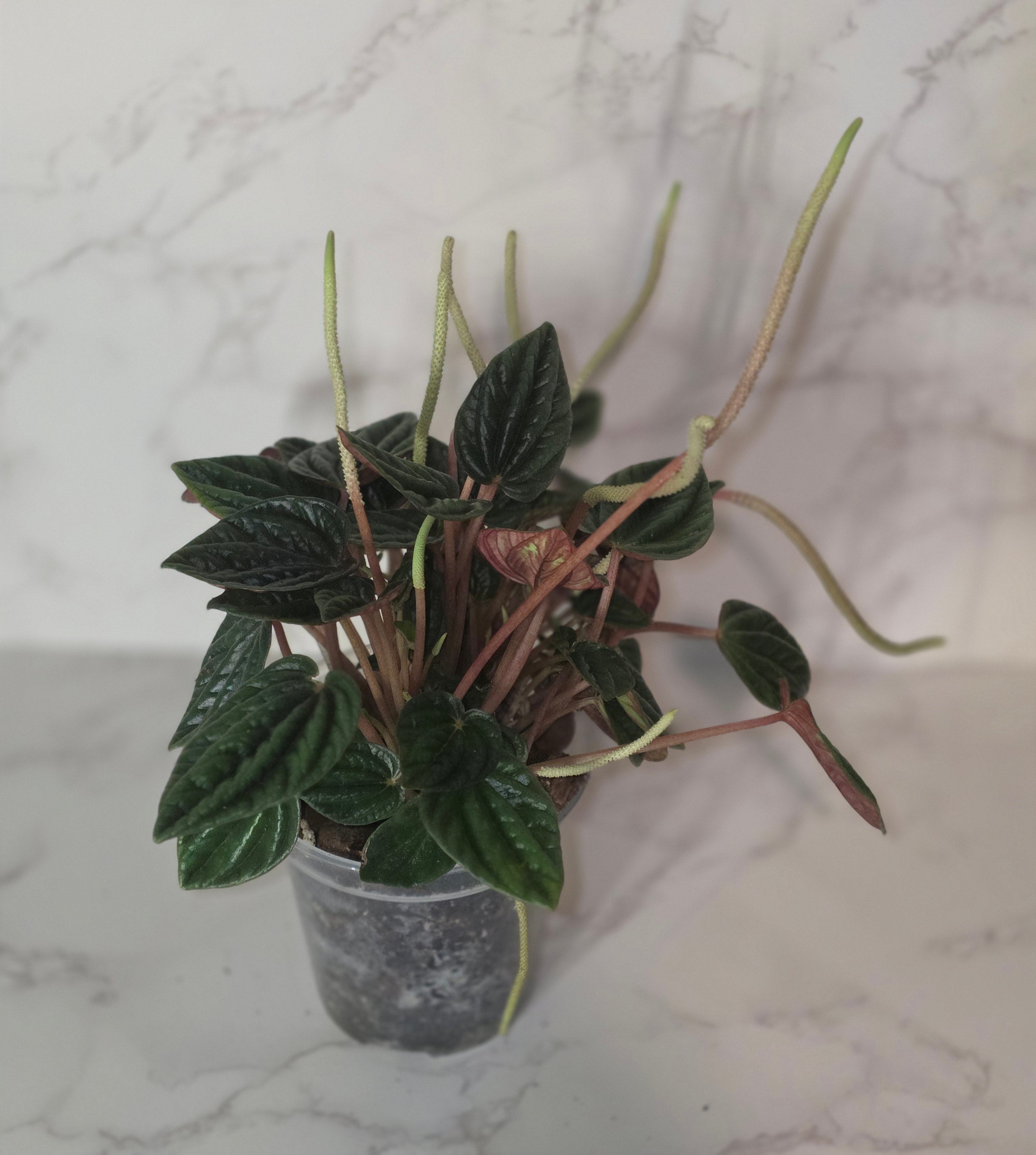 Peperomia ‘Amazonas’