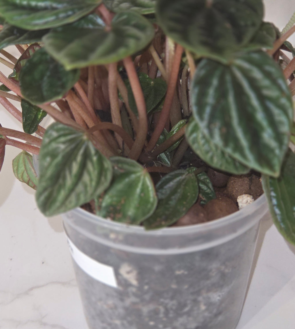 Peperomia ‘Amazonas’