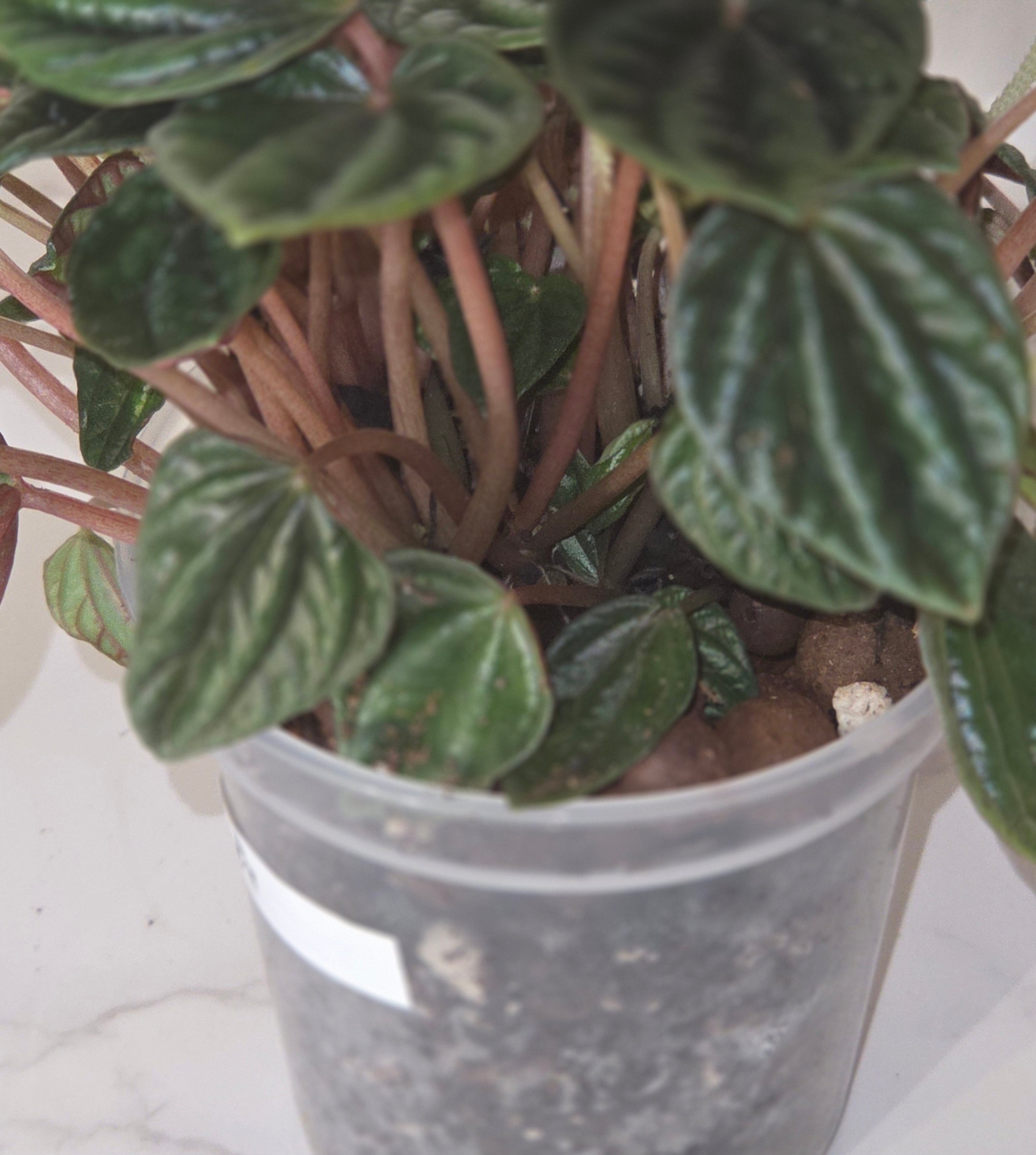 Peperomia ‘Amazonas’