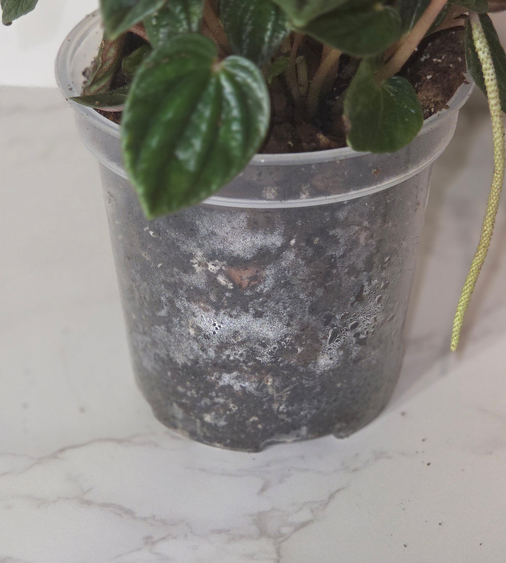 Peperomia ‘Amazonas’