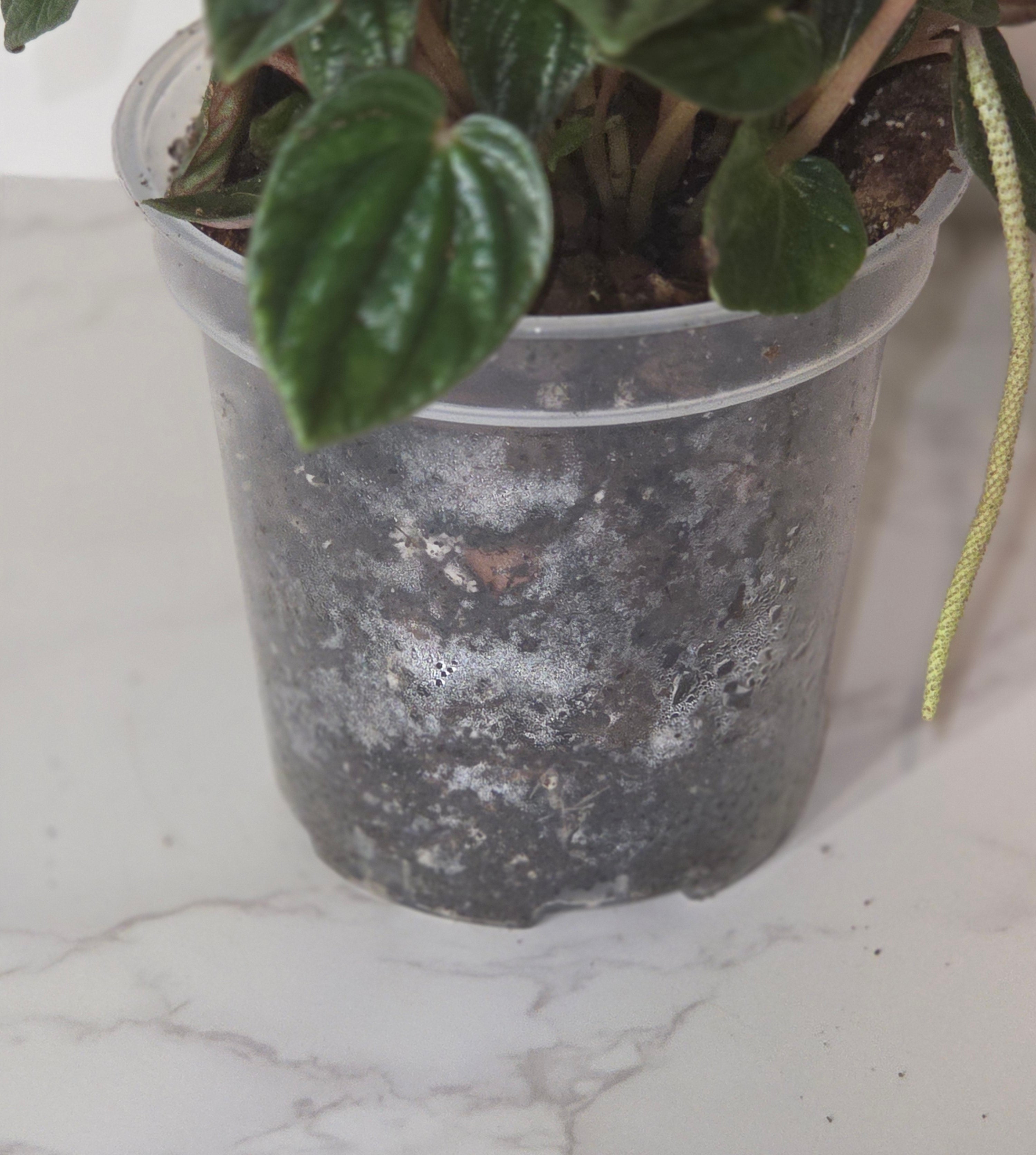 Peperomia ‘Amazonas’