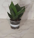 Black Dragon Snake Plant (Sansevieria ‘Black Dragon’)