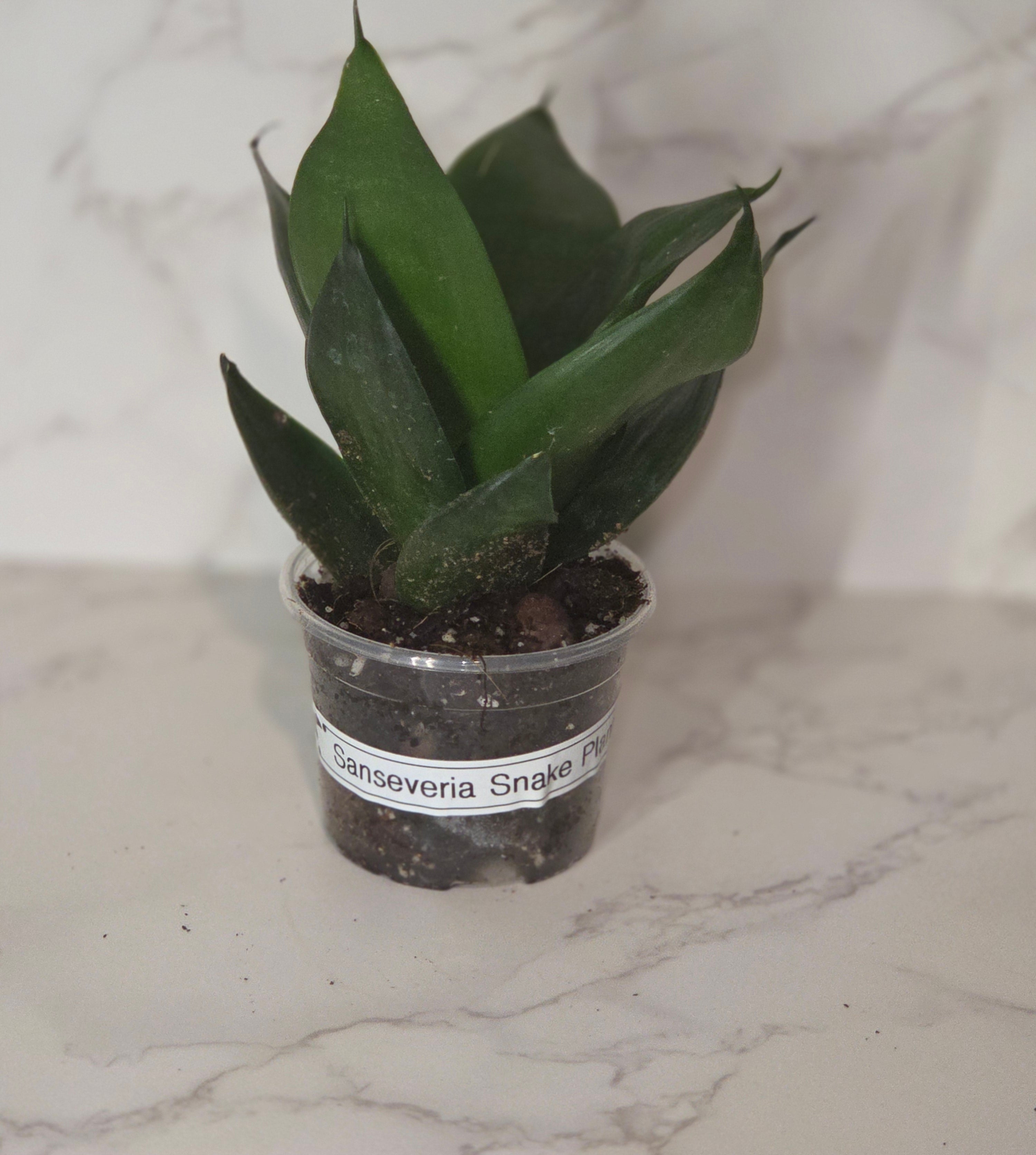 Black Dragon Snake Plant (Sansevieria ‘Black Dragon’)