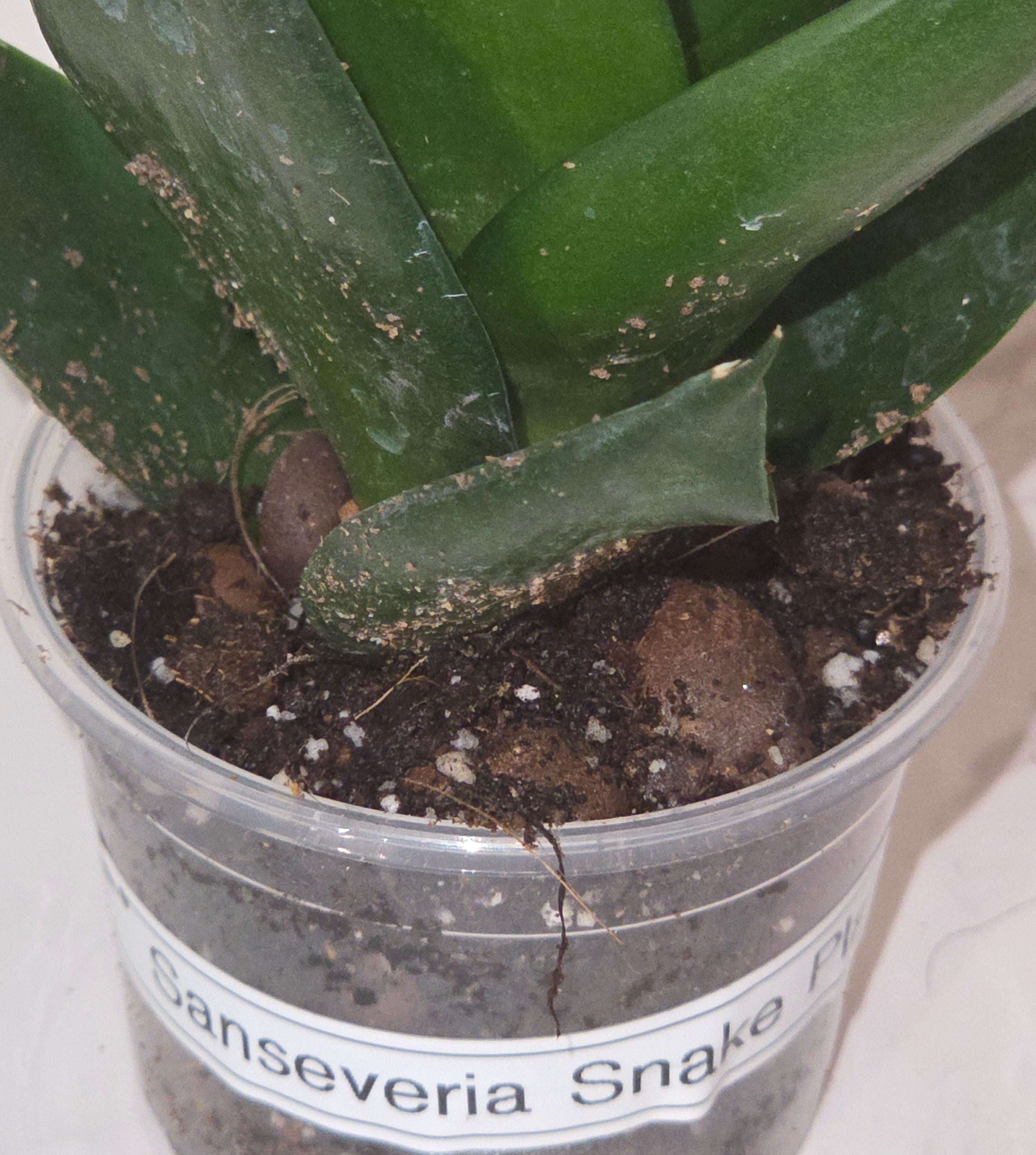Black Dragon Snake Plant (Sansevieria ‘Black Dragon’)