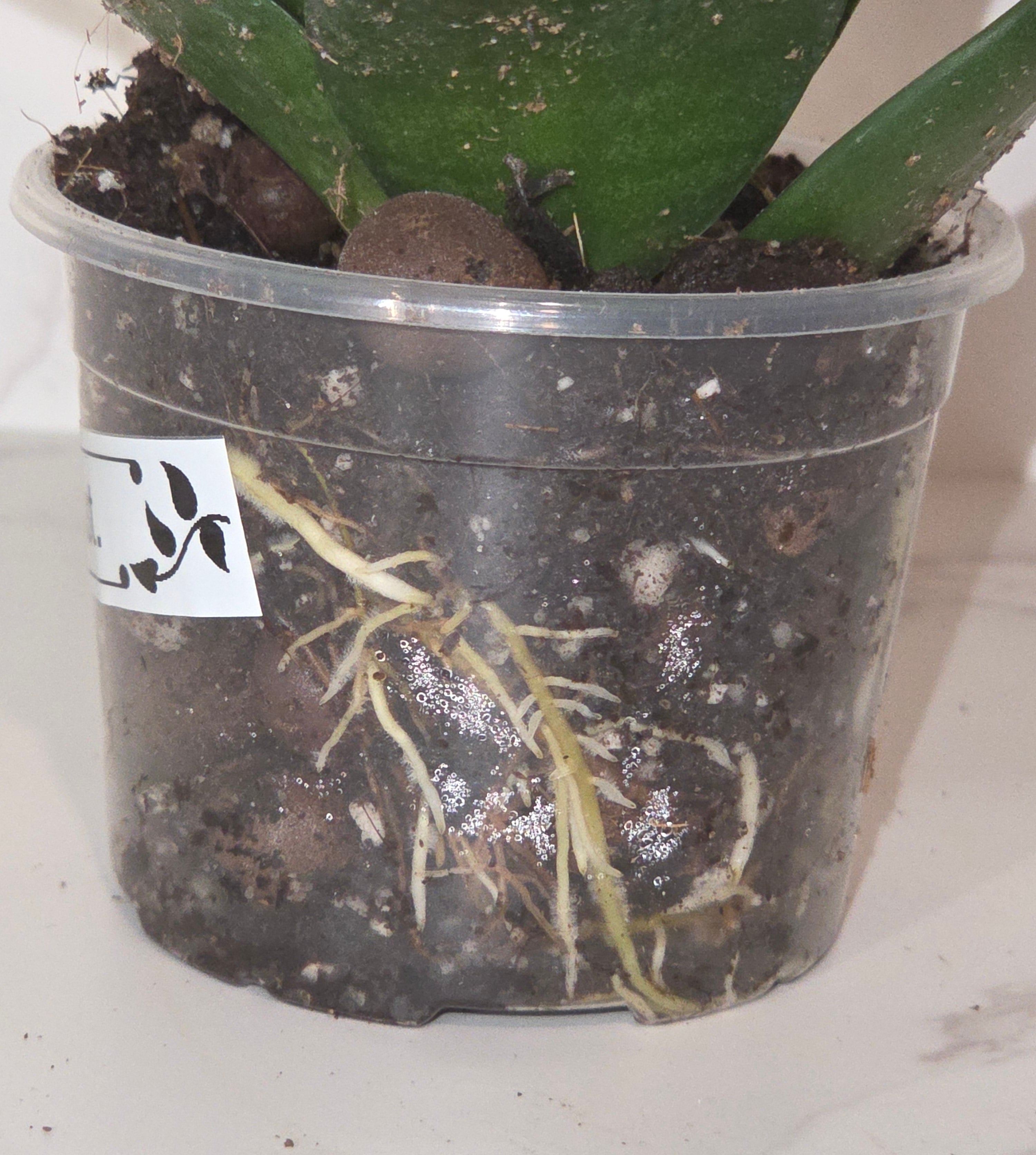 Black Dragon Snake Plant (Sansevieria ‘Black Dragon’)