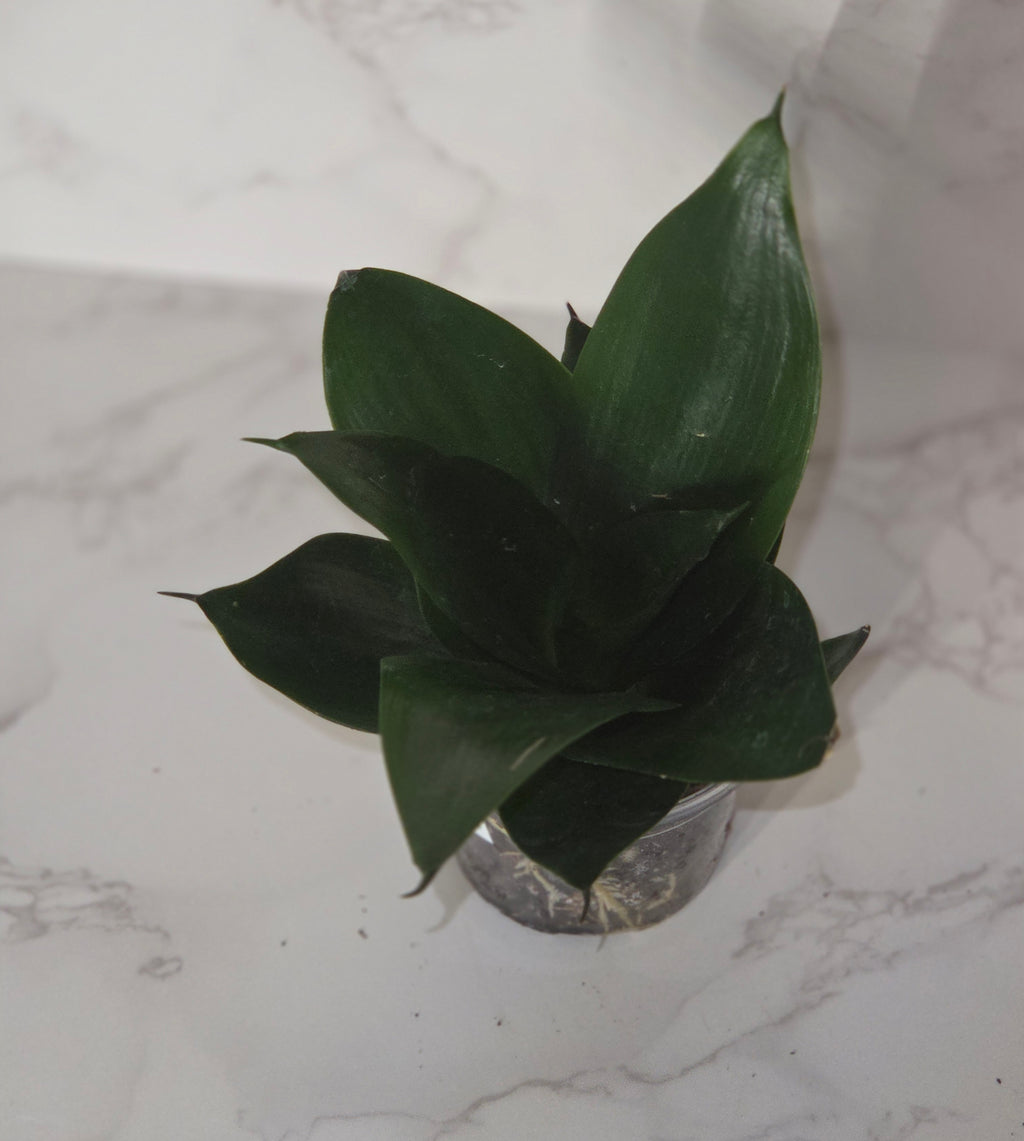 Black Dragon Snake Plant (Sansevieria ‘Black Dragon’)