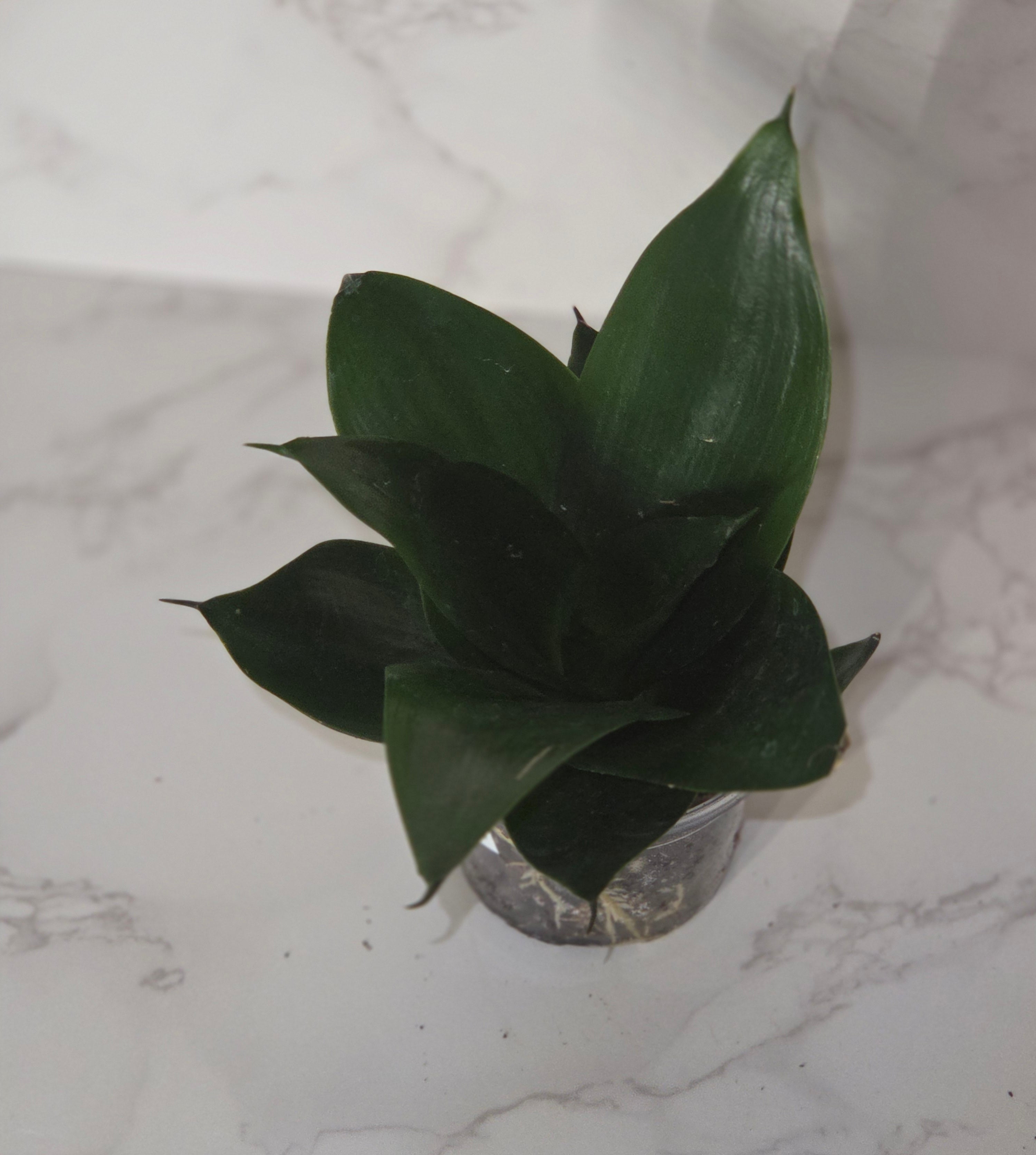 Black Dragon Snake Plant (Sansevieria ‘Black Dragon’)