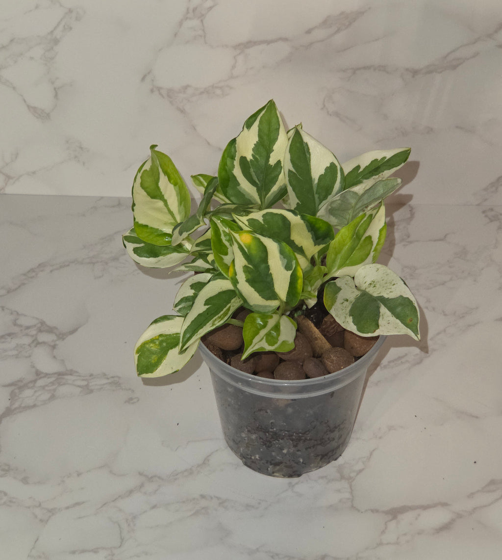 Pearls and Jade Pothos (Epipremnum aureum 'Pearls and Jade')