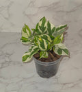 Pearls and Jade Pothos (Epipremnum aureum 'Pearls and Jade')