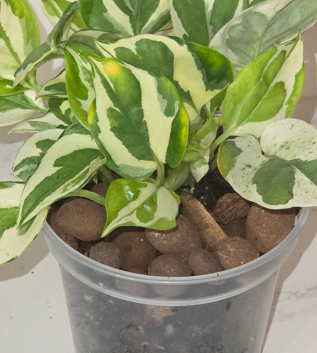 Pearls and Jade Pothos (Epipremnum aureum 'Pearls and Jade')