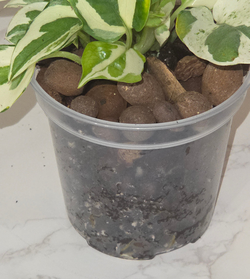 Pearls and Jade Pothos (Epipremnum aureum 'Pearls and Jade')