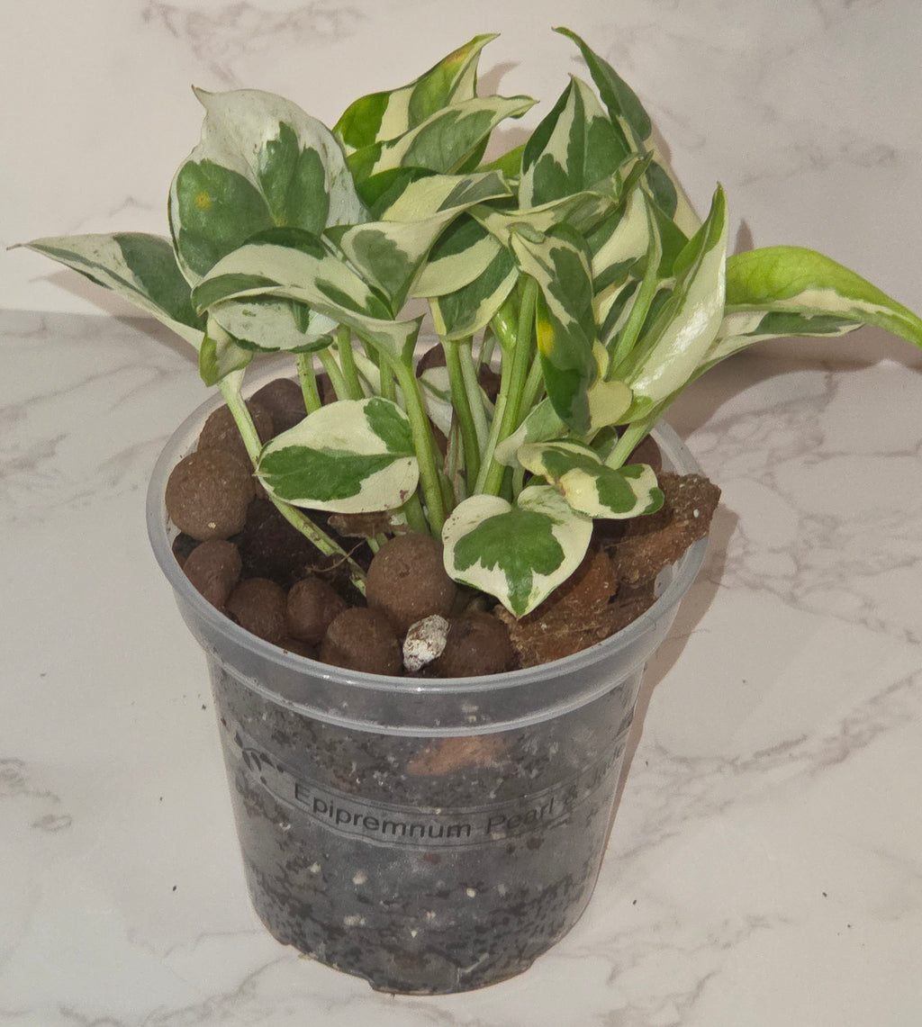 Pearls and Jade Pothos (Epipremnum aureum 'Pearls and Jade')