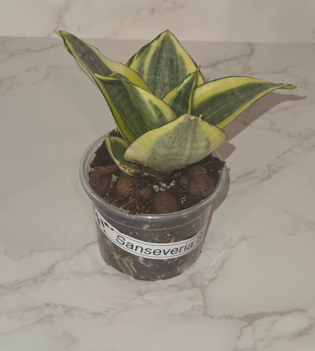 Bird's Nest Snake Plant (Sansevieria ‘Hahnii Golden’)