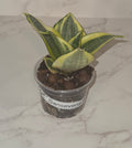 Bird's Nest Snake Plant (Sansevieria ‘Hahnii Golden’)