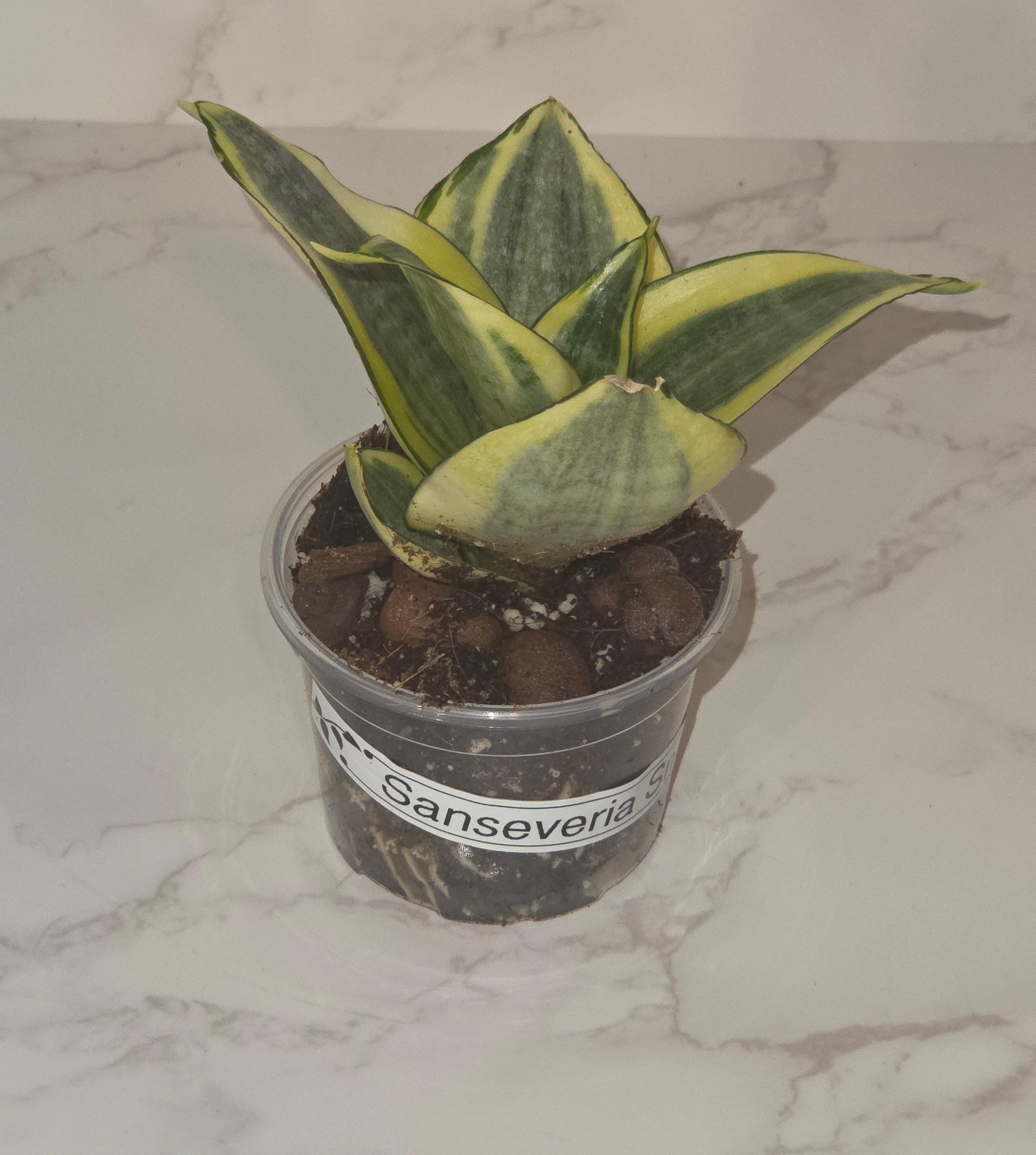 Bird's Nest Snake Plant (Sansevieria ‘Hahnii Golden’)
