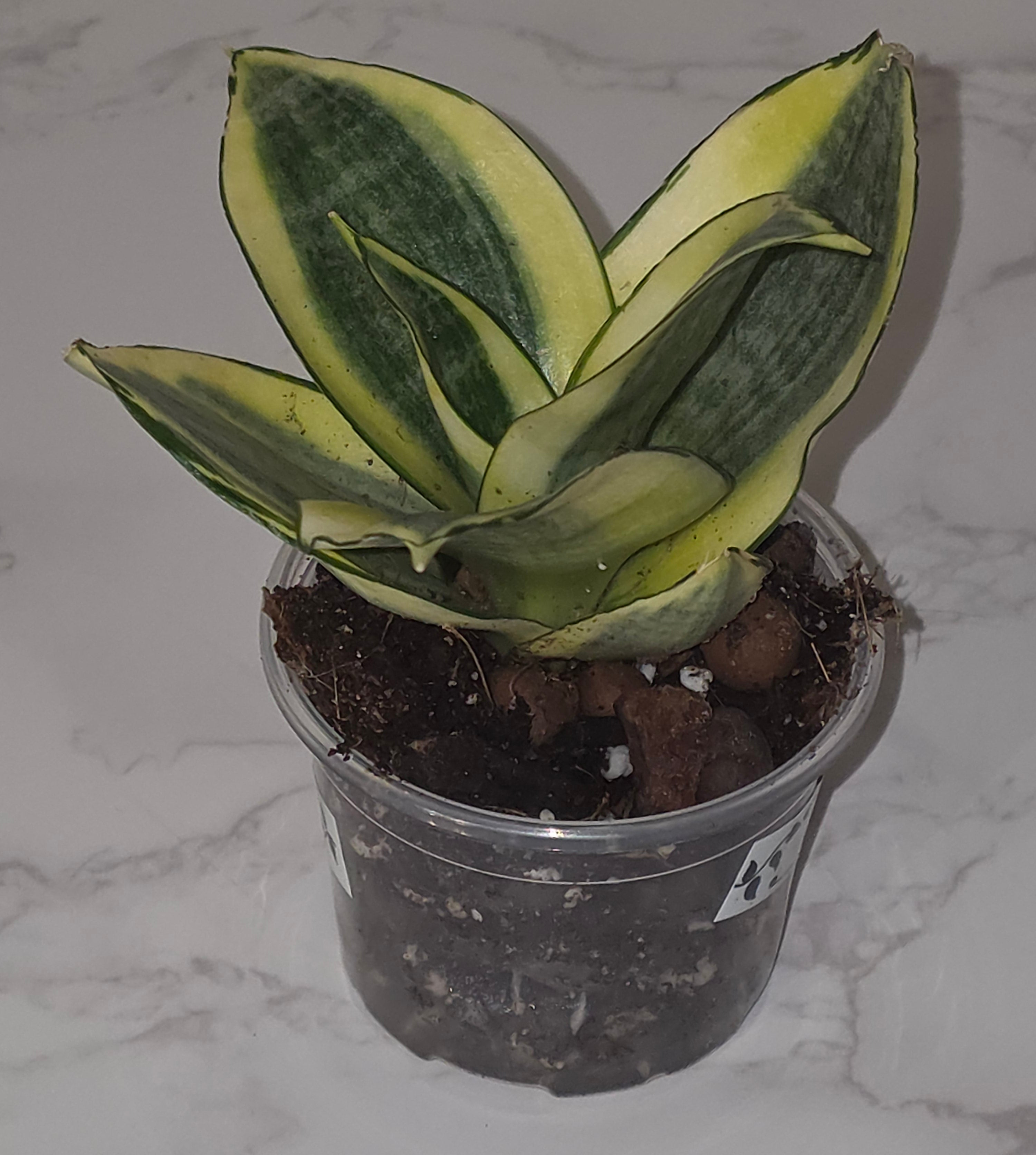 Bird's Nest Snake Plant (Sansevieria ‘Hahnii Golden’)