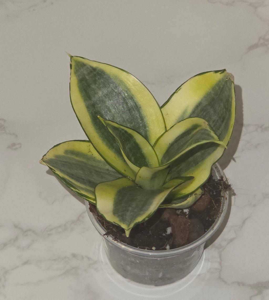 Bird's Nest Snake Plant (Sansevieria ‘Hahnii Golden’)