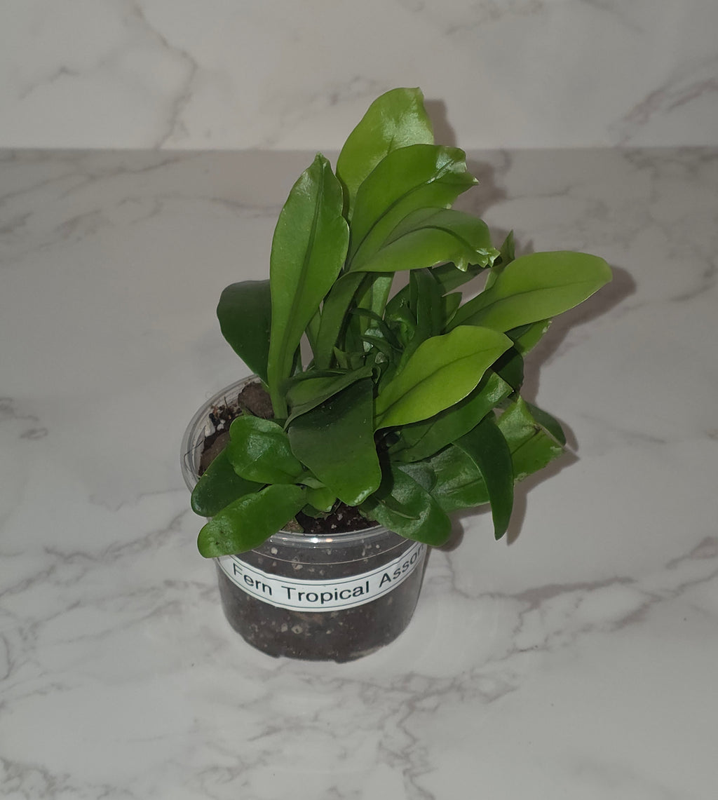 Tropical Fern (Bird's Nest Type)