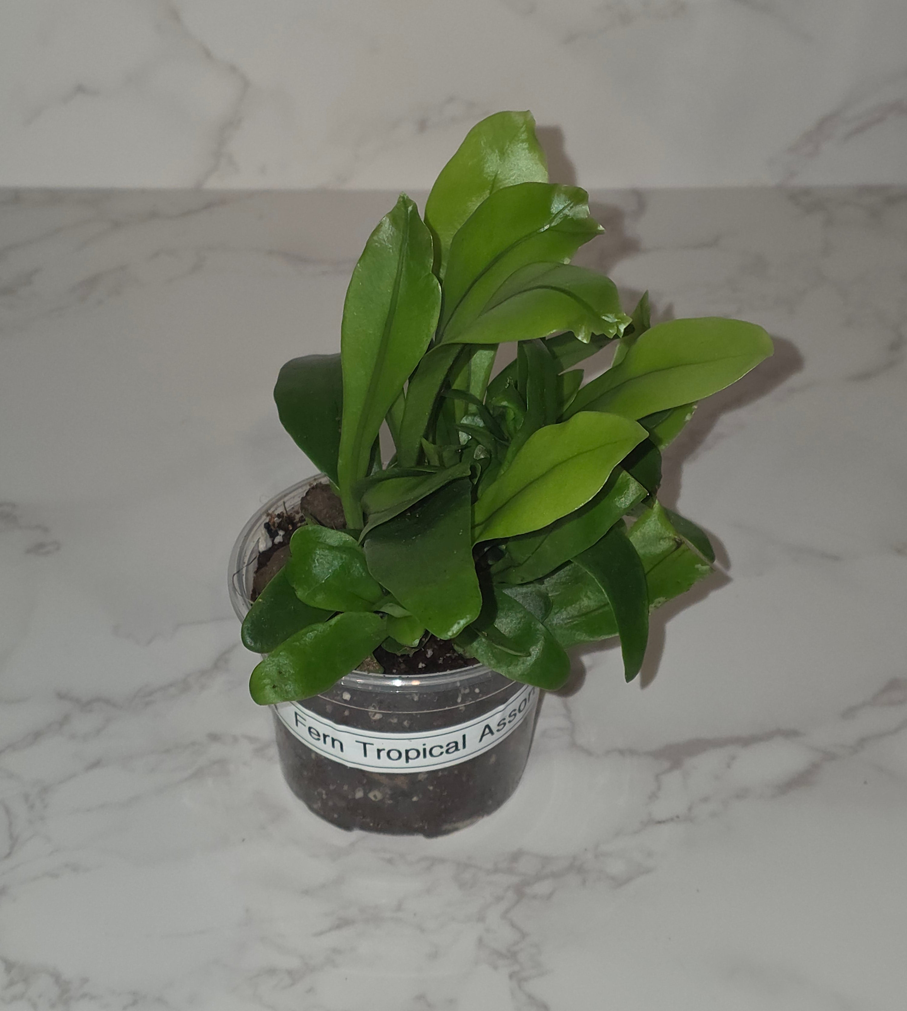 Tropical Fern (Bird's Nest Type)