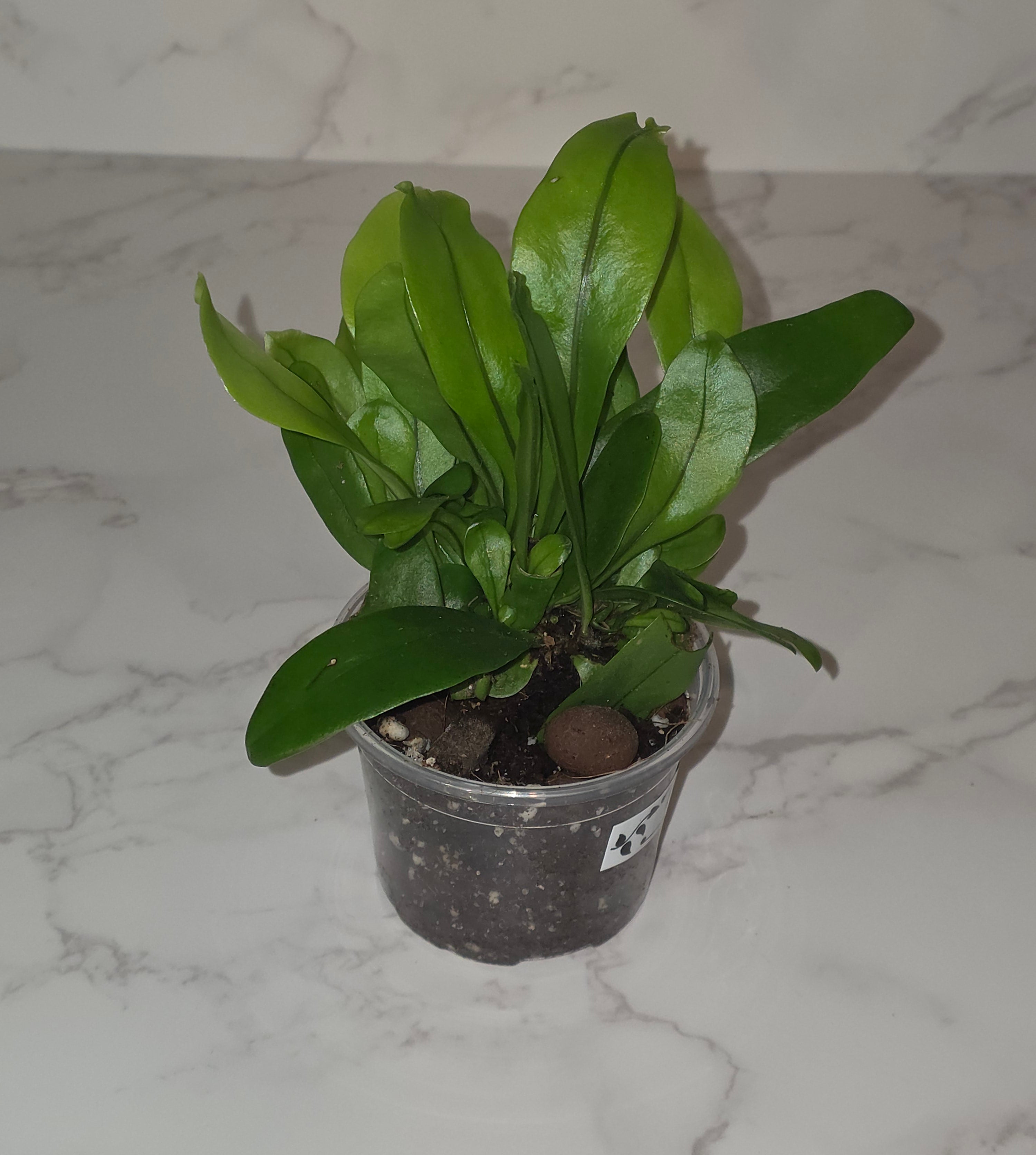 Tropical Fern (Bird's Nest Type)