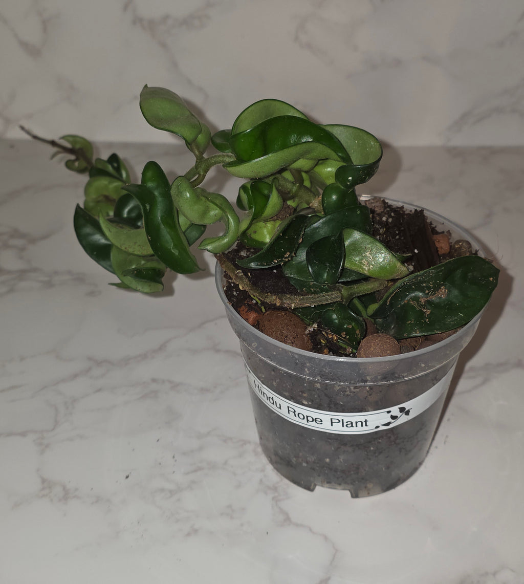 Hindu Rope Plant (Hoya carnosa ‘Compacta’)