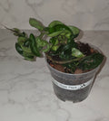 Hindu Rope Plant (Hoya carnosa ‘Compacta’)