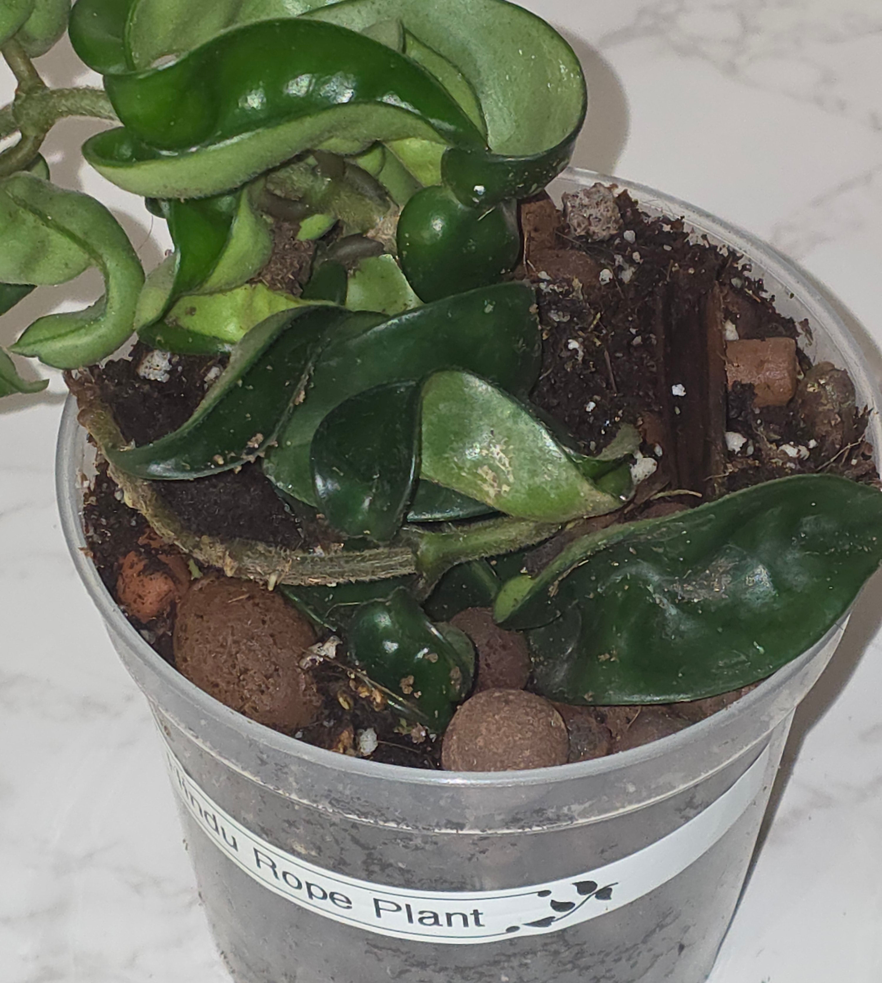 Hindu Rope Plant (Hoya carnosa ‘Compacta’)