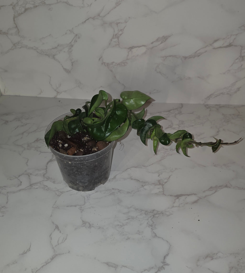 Hindu Rope Plant (Hoya carnosa ‘Compacta’)