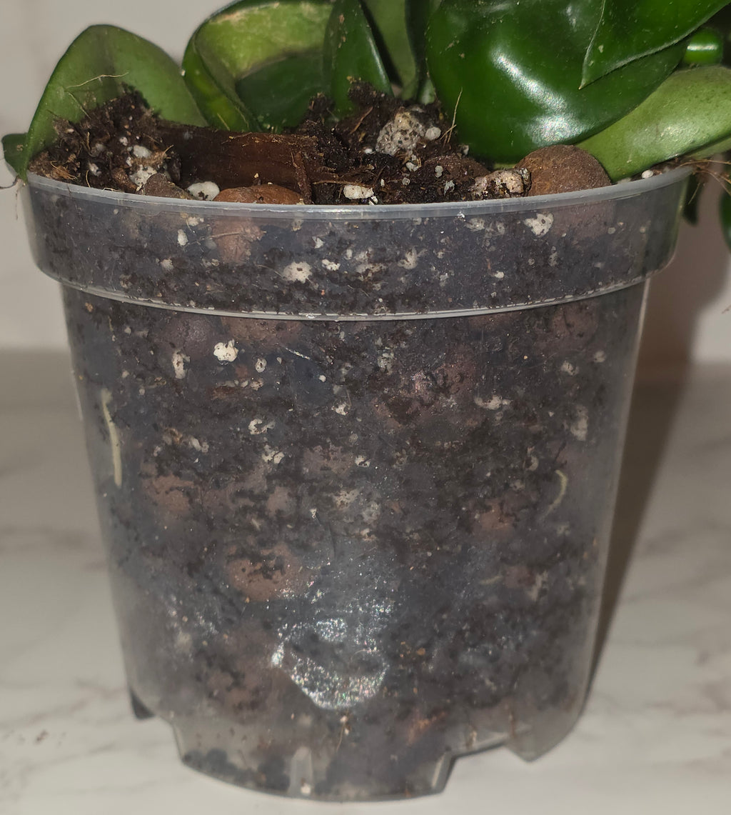 Hindu Rope Plant (Hoya carnosa ‘Compacta’)