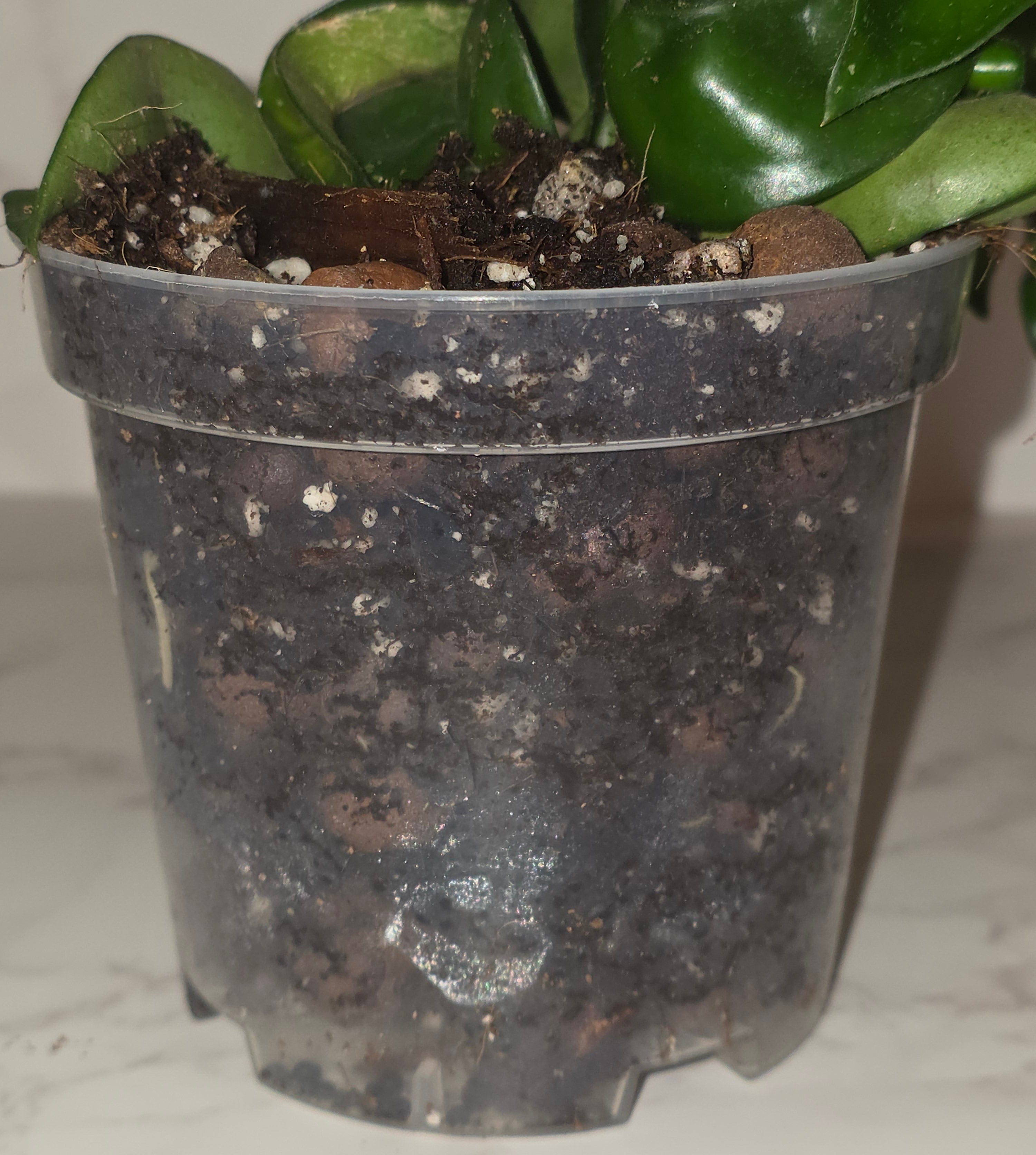 Hindu Rope Plant (Hoya carnosa ‘Compacta’)