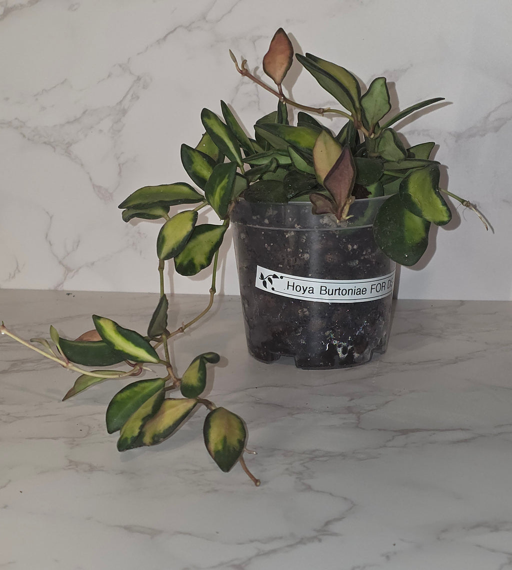 Variegated Hoya burtoniae