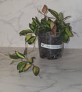 Variegated Hoya burtoniae