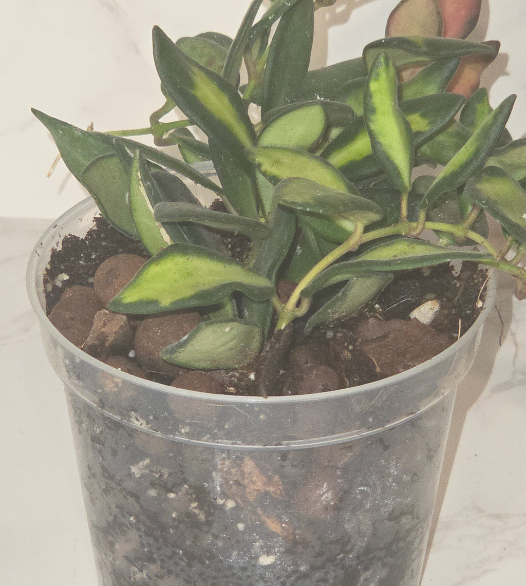 Variegated Hoya burtoniae