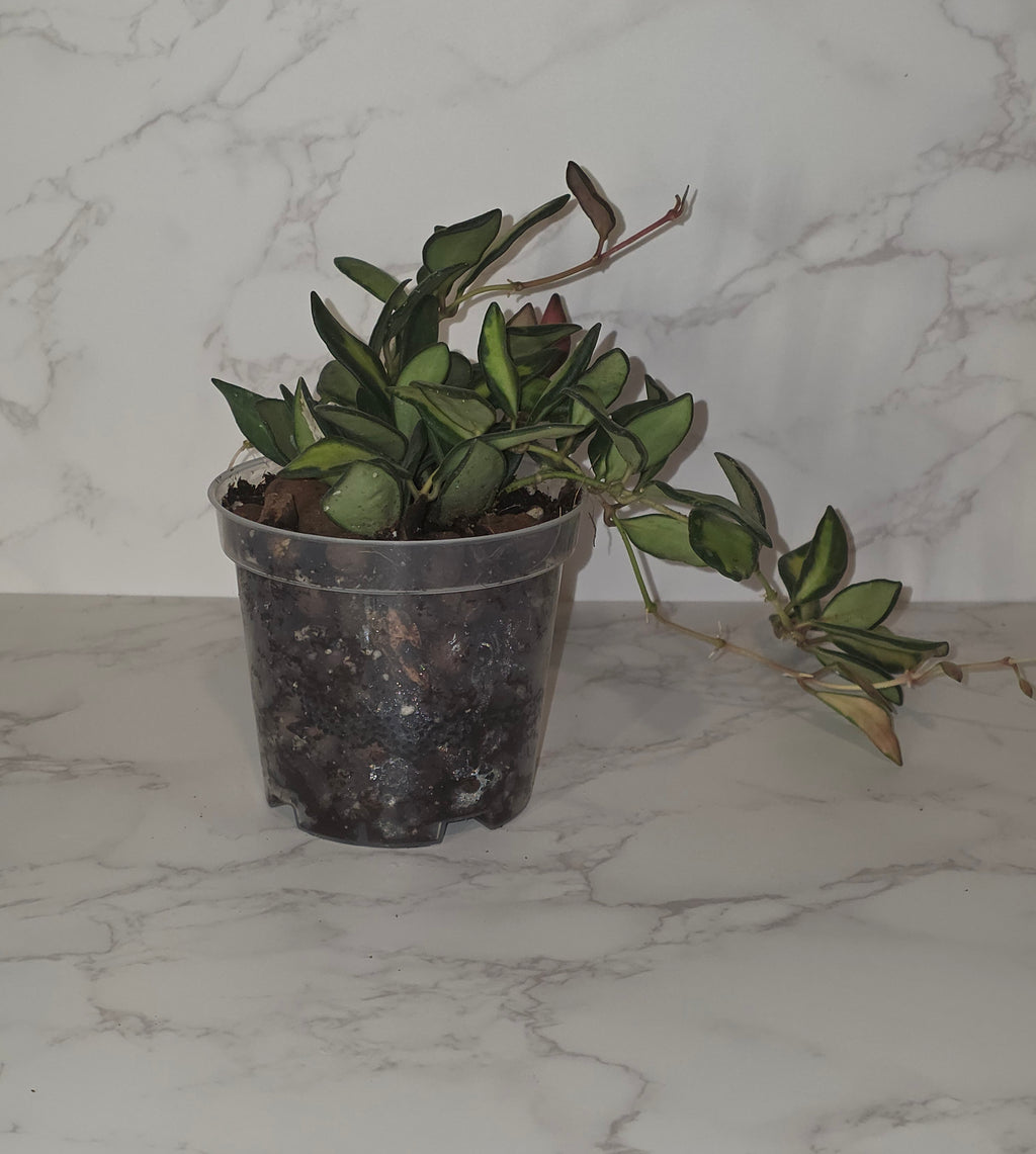 Variegated Hoya burtoniae