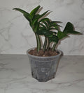 ZZ Zenzi (Zamioculcas zamiifolia ‘Zenzi’)