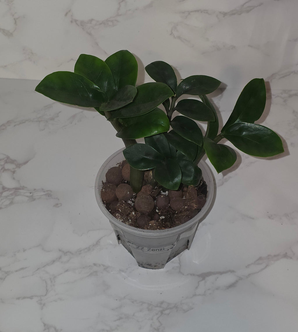 ZZ Zenzi (Zamioculcas zamiifolia ‘Zenzi’)