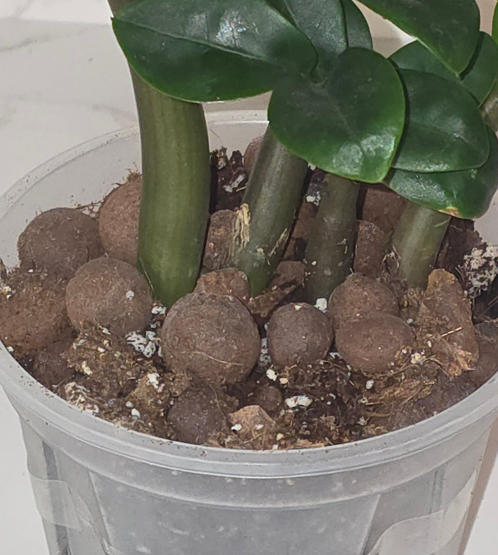ZZ Zenzi (Zamioculcas zamiifolia ‘Zenzi’)