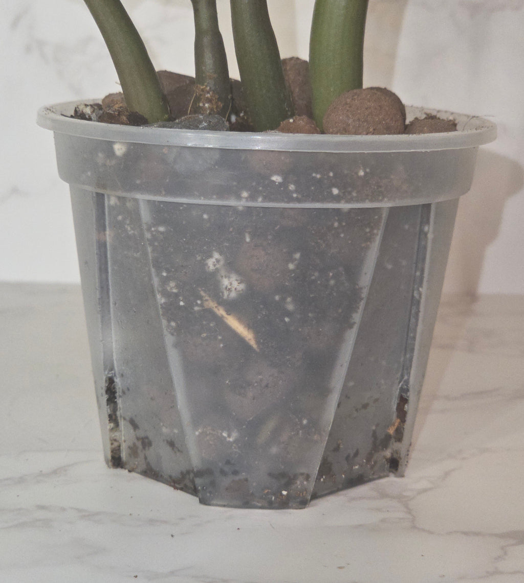 ZZ Zenzi (Zamioculcas zamiifolia ‘Zenzi’)
