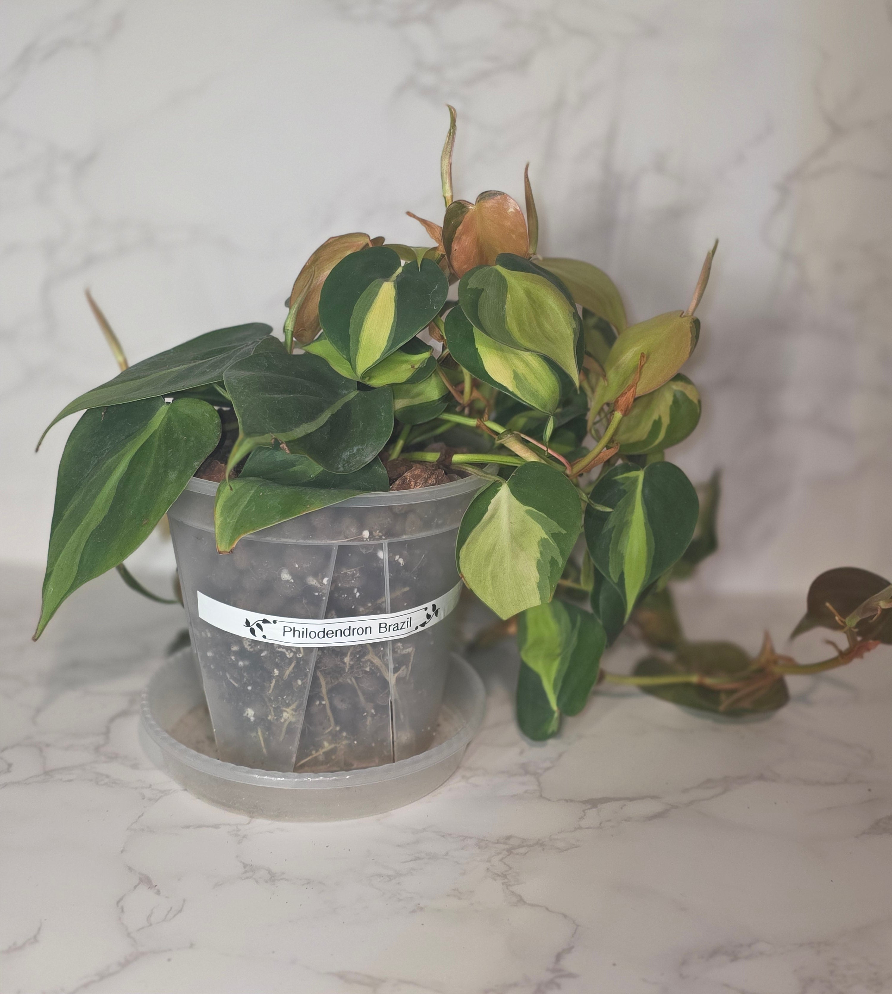 Philodendron Brazil