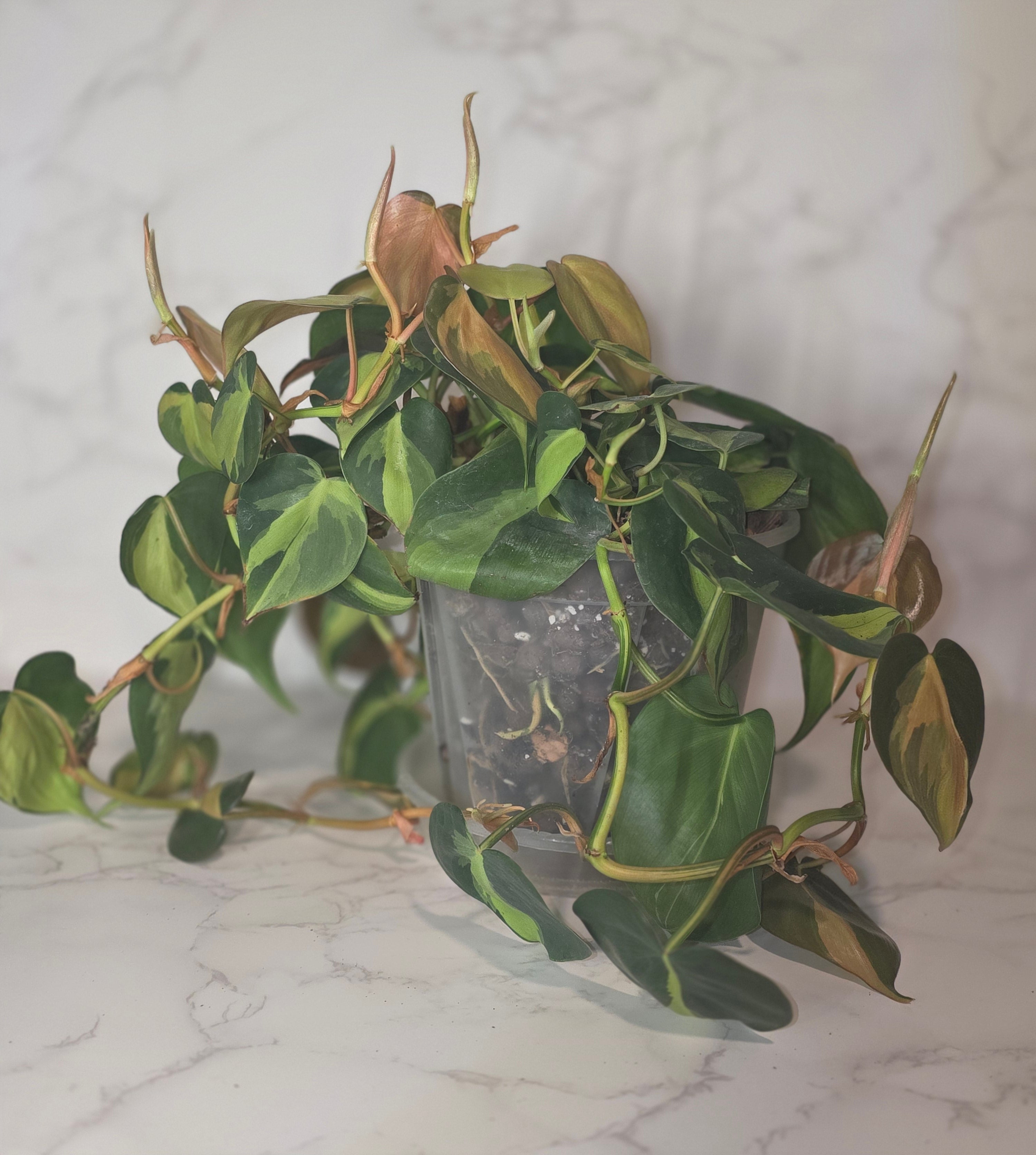 Philodendron Brazil