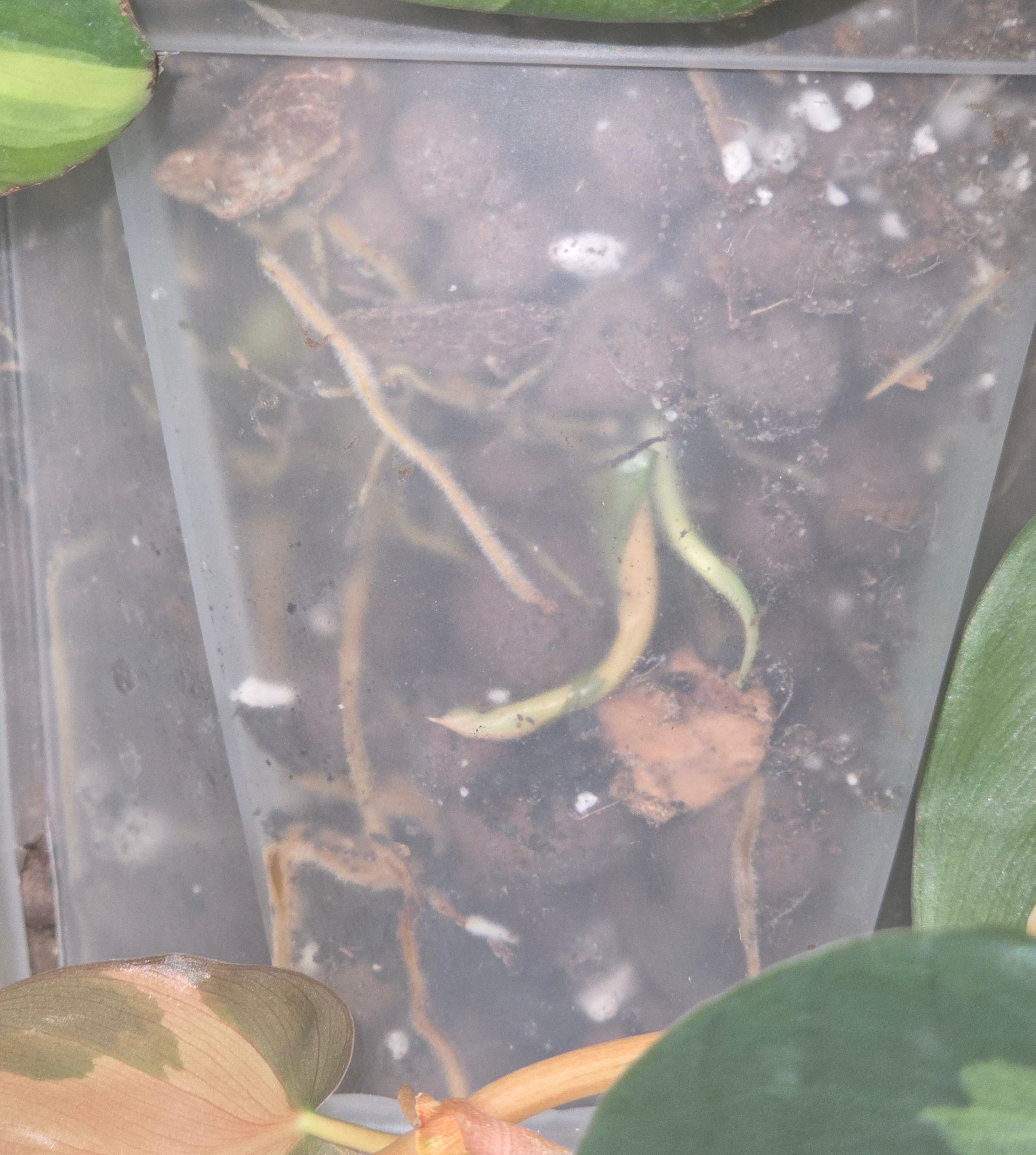 Philodendron Brazil