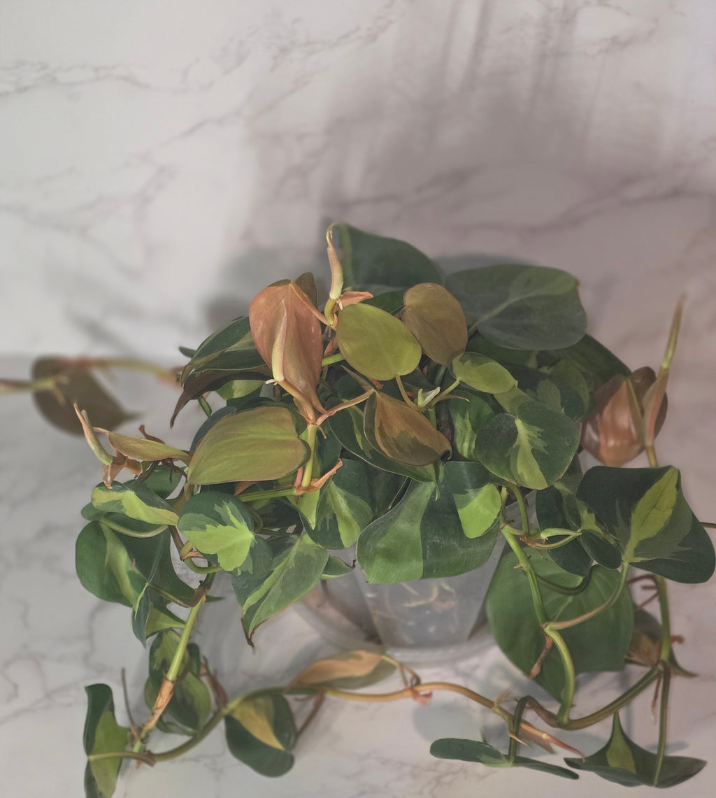 Philodendron Brazil