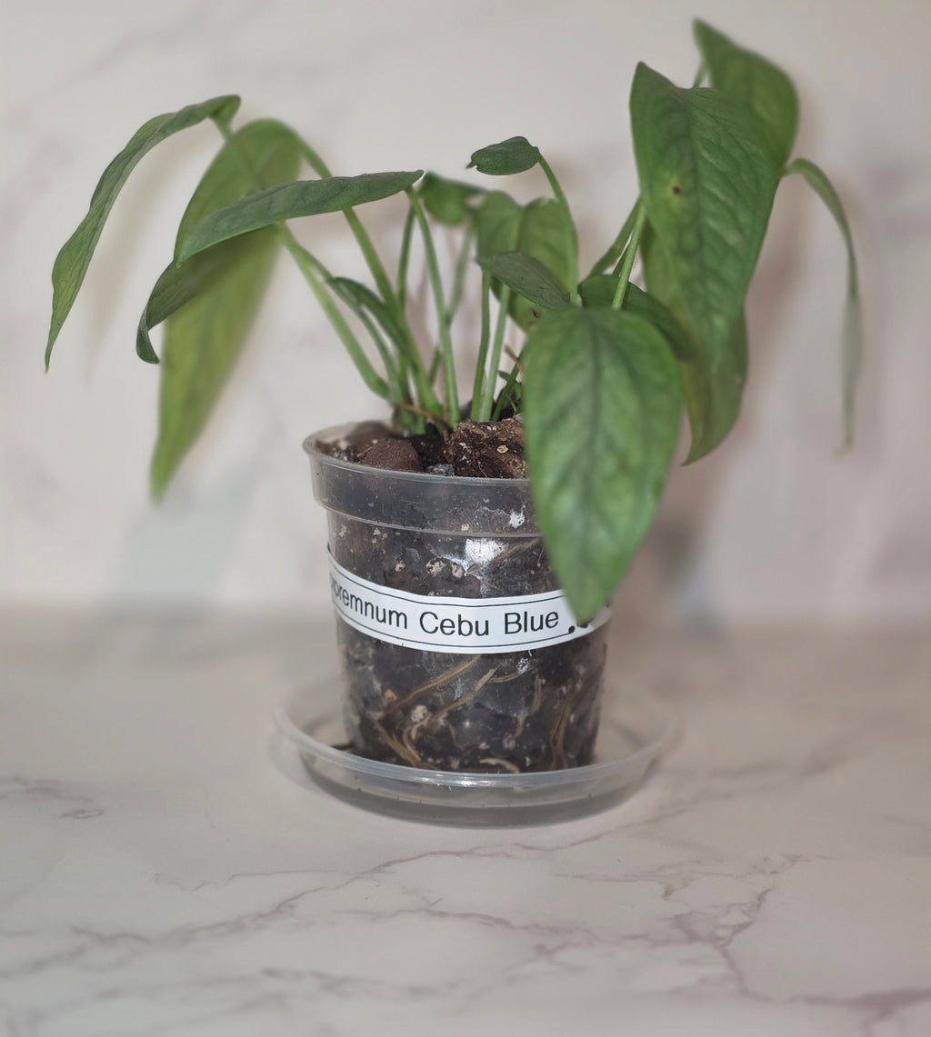 Cebu Blue Pothos (Epipremnum pinnatum "Cebu Blue")