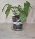 Cebu Blue Pothos (Epipremnum pinnatum "Cebu Blue")