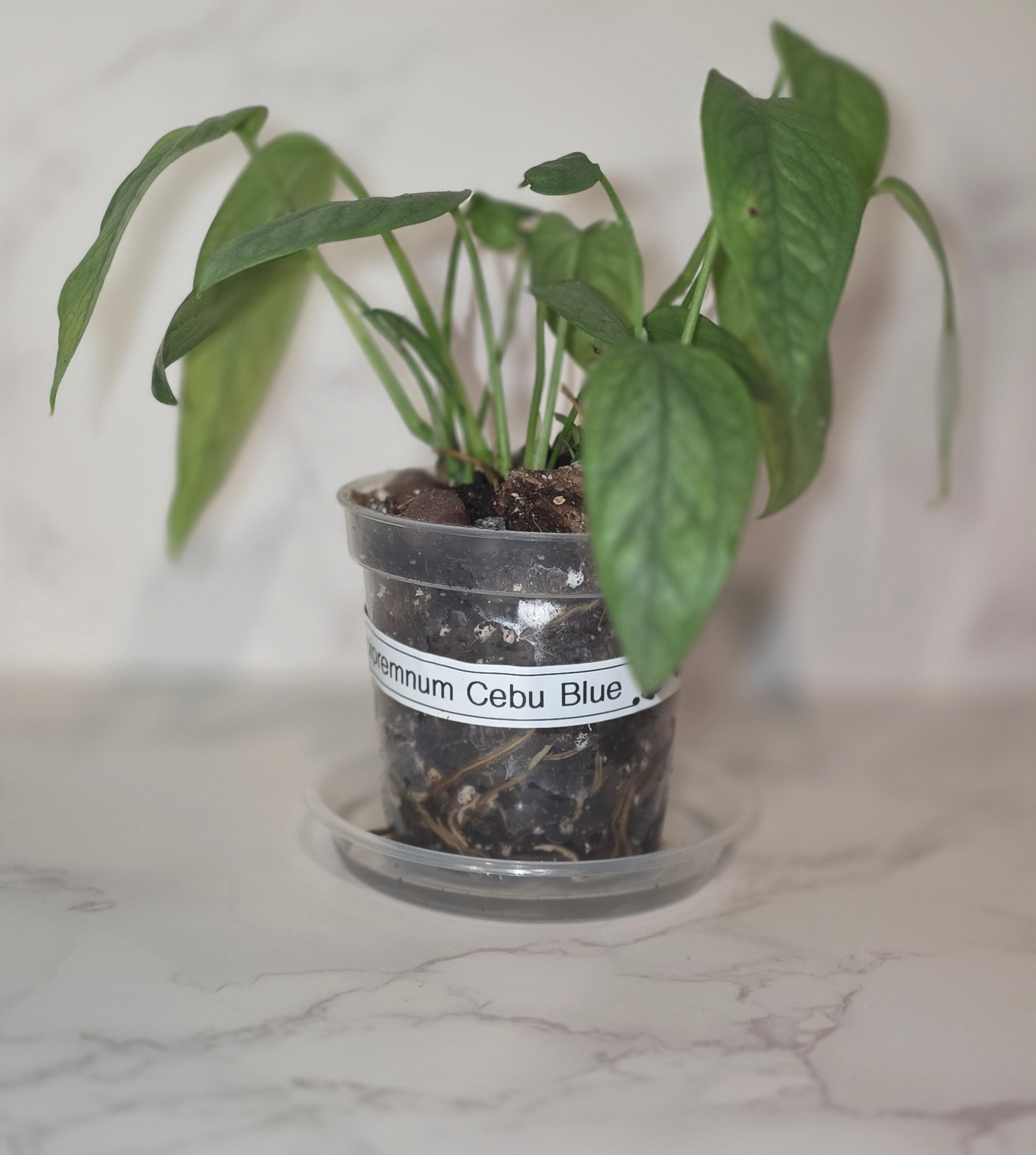 Cebu Blue Pothos (Epipremnum pinnatum "Cebu Blue")