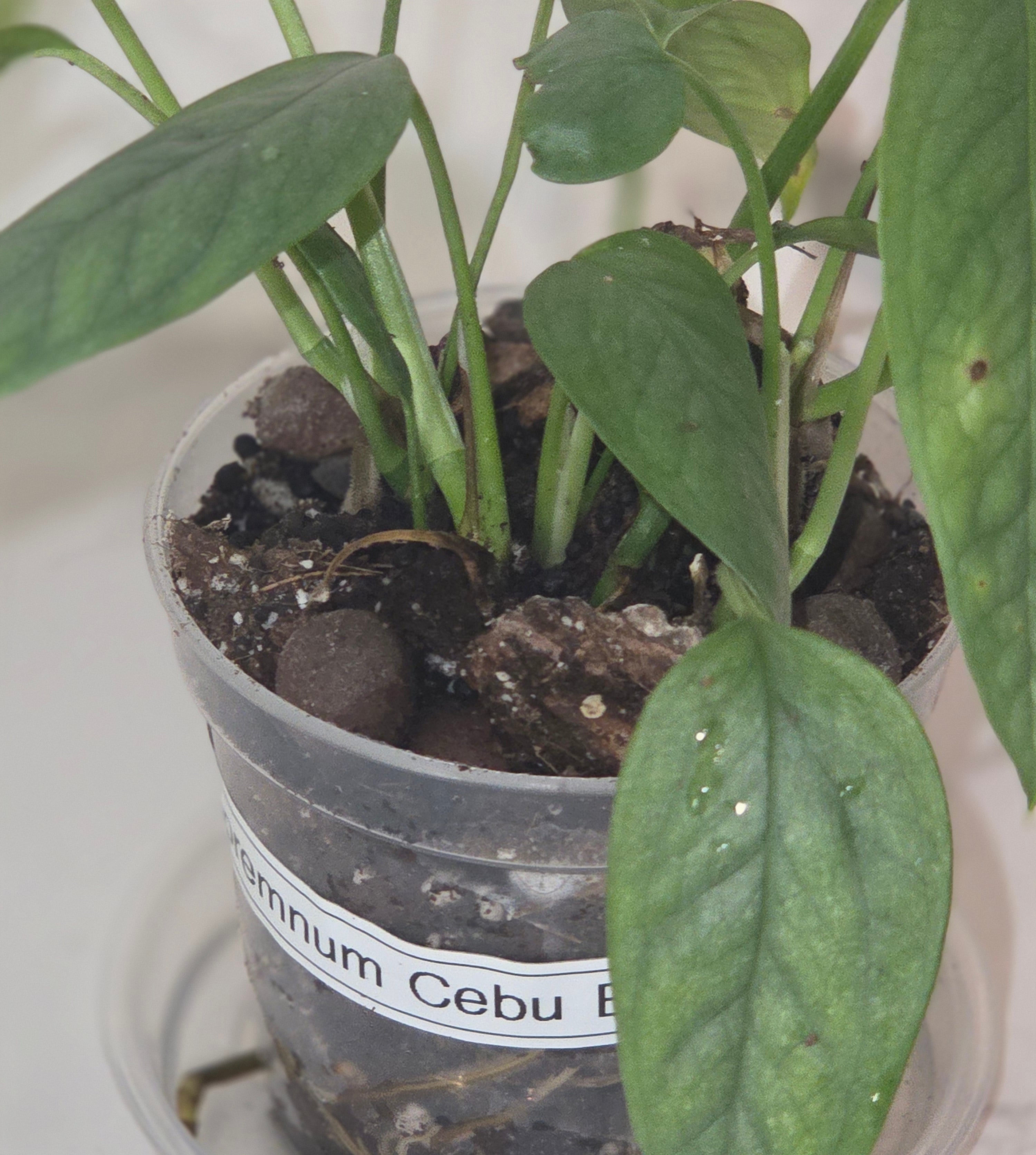 Cebu Blue Pothos (Epipremnum pinnatum "Cebu Blue")