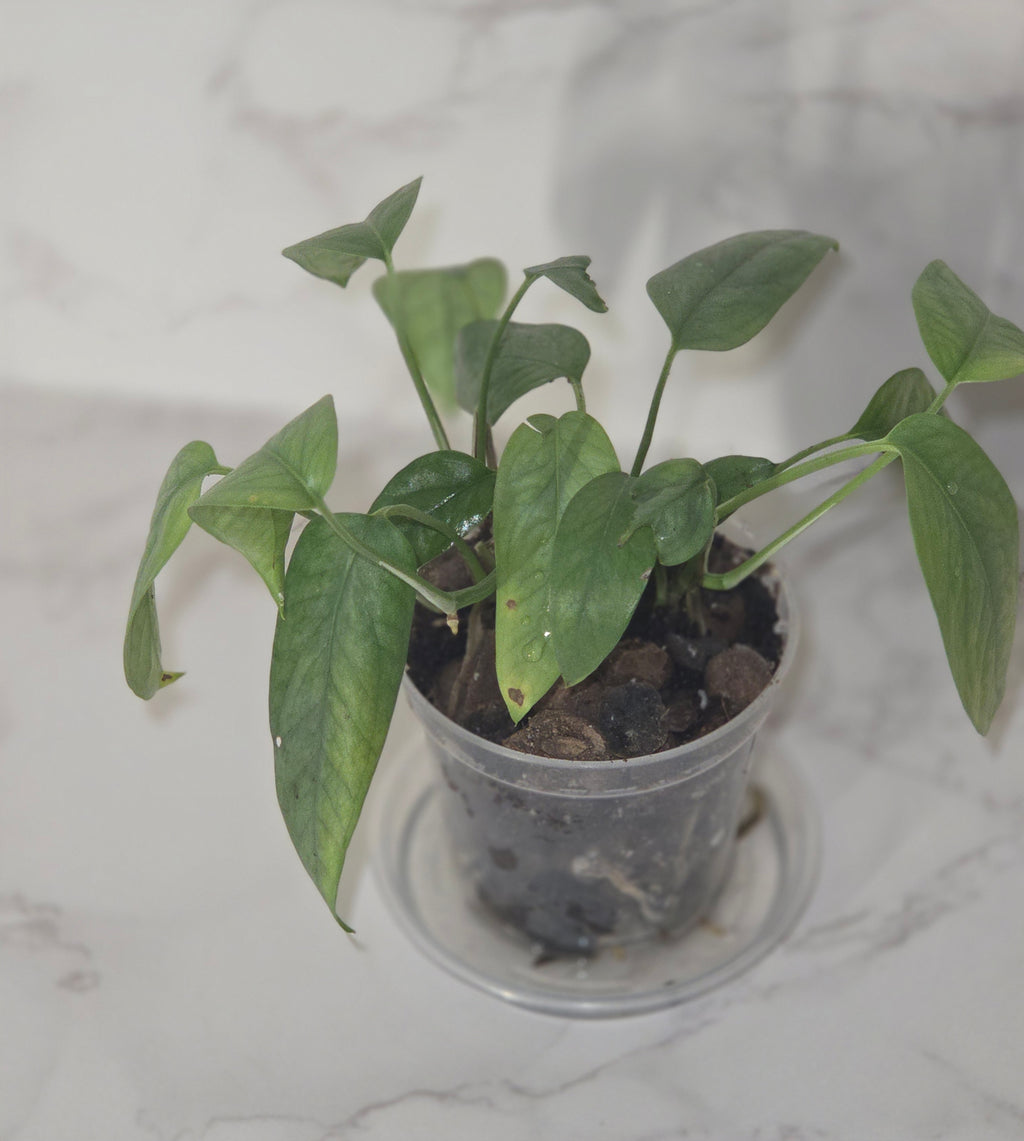 Cebu Blue Pothos (Epipremnum pinnatum "Cebu Blue")