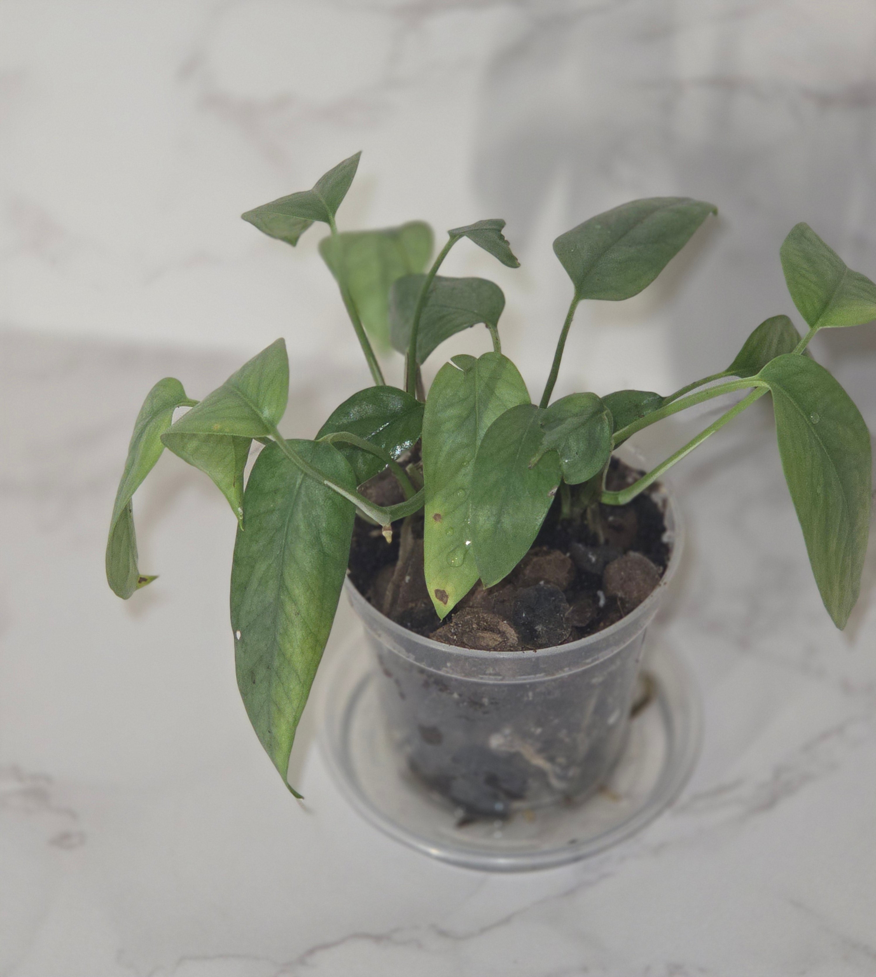 Cebu Blue Pothos (Epipremnum pinnatum "Cebu Blue")
