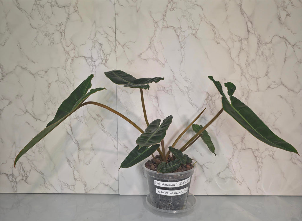 Philodendron Billietiae